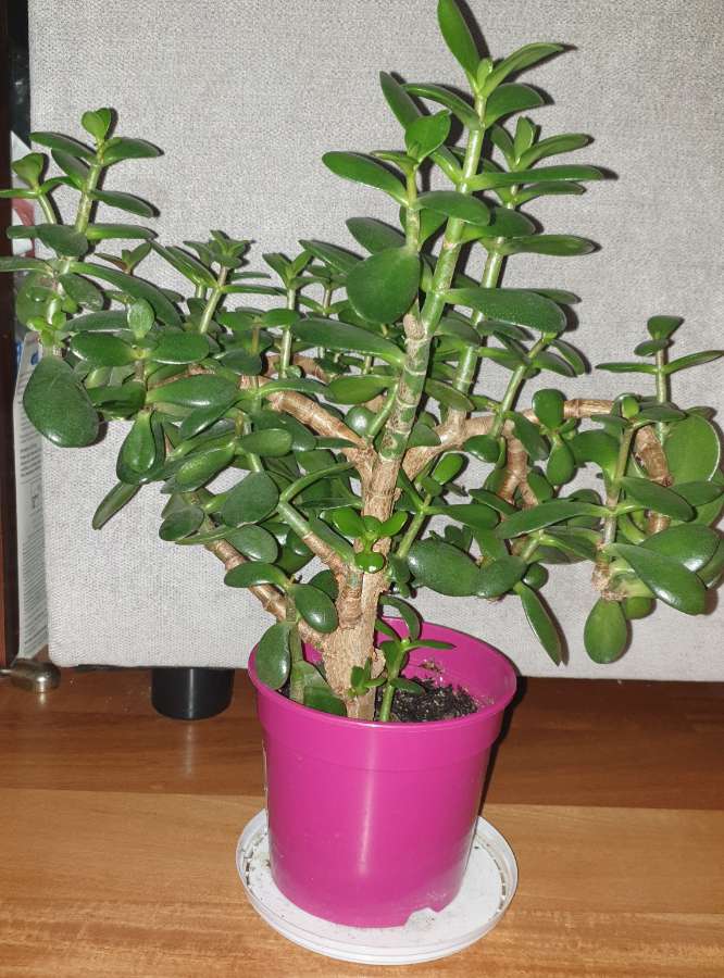 Grubosz crassula drzewko szczęścia nr 4, gęsta korona 2