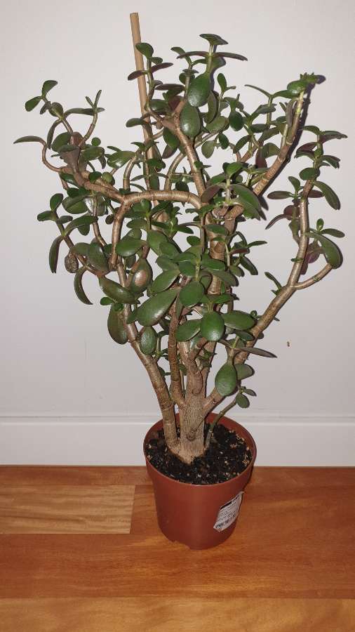 Grubosz crassula drzewko szczęścia, duże,  wieloletnie drzewko 2