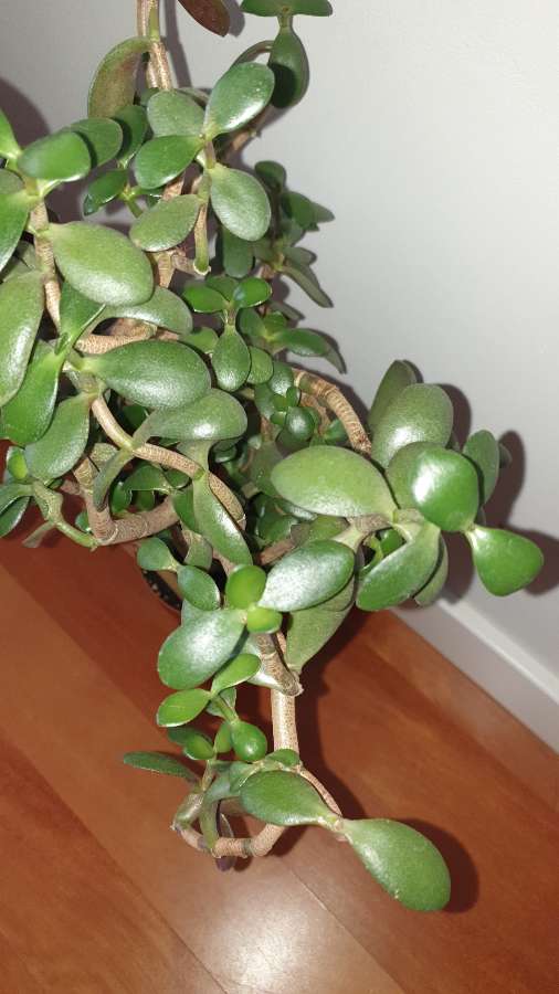 Grubosz crassula drzewko szczęścia, duże,  wieloletnie drzewko 5