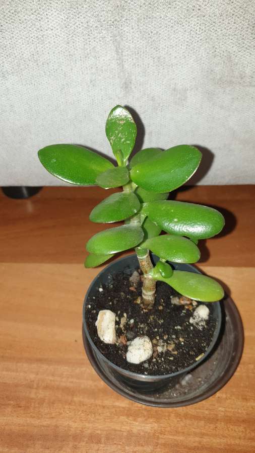 Grubosz crassula drzewko szczęścia  3