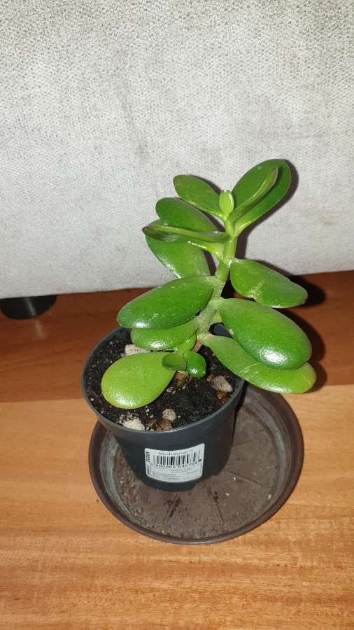 Grubosz crassula drzewko szczęścia  2