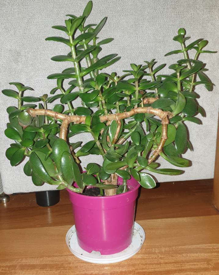 Grubosz crassula drzewko szczęścia nr 4, gęsta korona 3