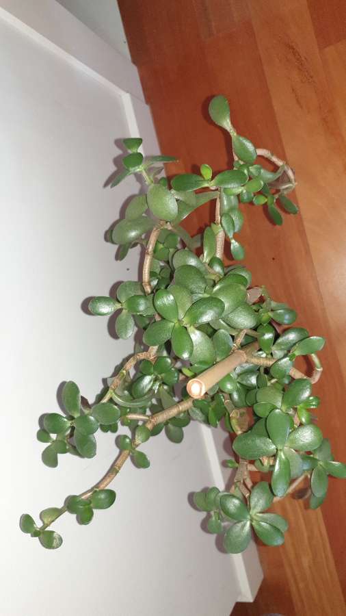Grubosz crassula drzewko szczęścia, duże,  wieloletnie drzewko 4