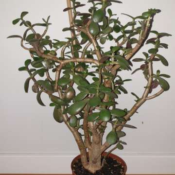 Grubosz crassula drzewko szczęścia, duże,  wieloletnie drzewko