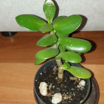 Grubosz crassula drzewko szczęścia 