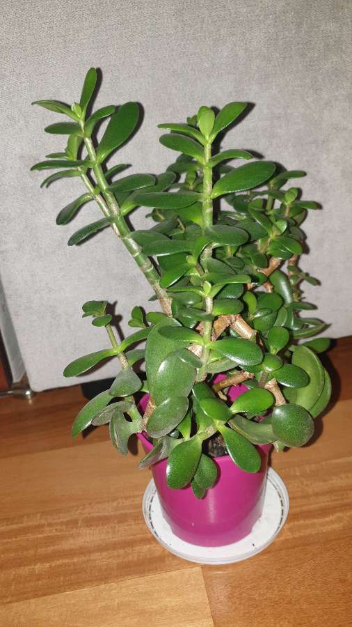 Grubosz crassula drzewko szczęścia nr 4, gęsta korona 5