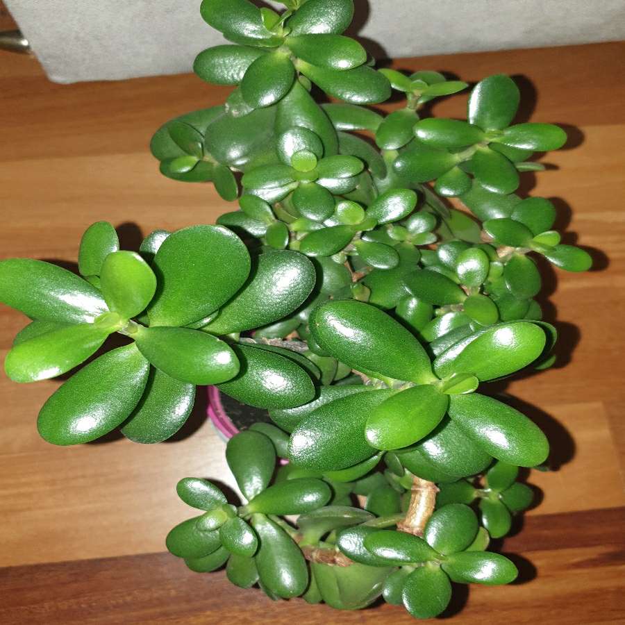 Grubosz crassula drzewko szczęścia nr 4, gęsta korona