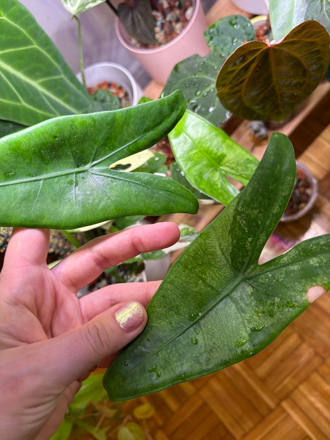 Alokazja Zebrina Variegata Bulwka 3