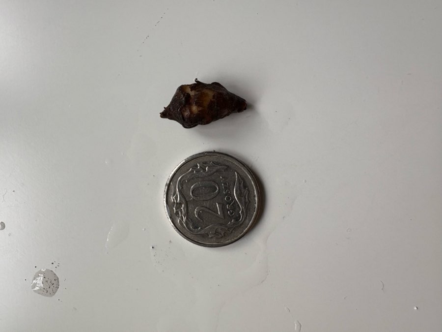 Alokazja Zebrina Variegata Bulwka 2