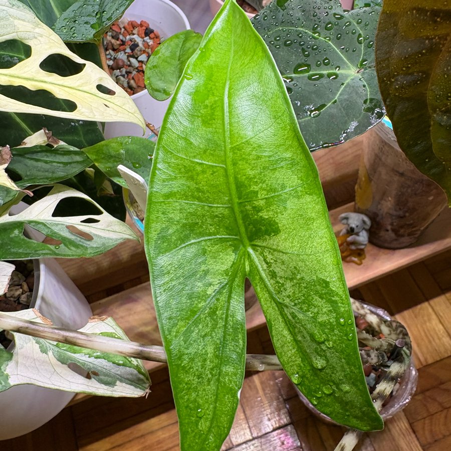 Alokazja Zebrina Variegata Bulwka