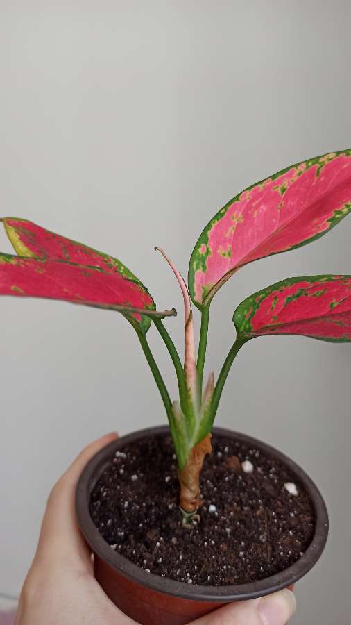 Aglaonema "Red Elephant" 3