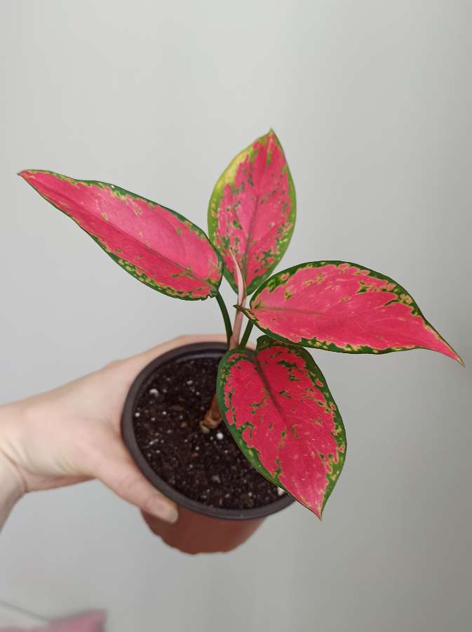 Aglaonema "Red Elephant" 2