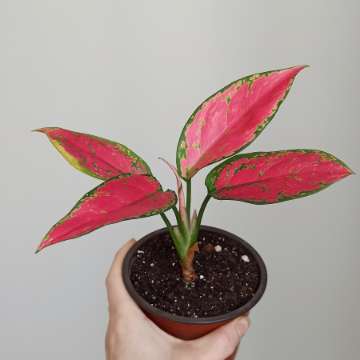 Aglaonema "Red Elephant"