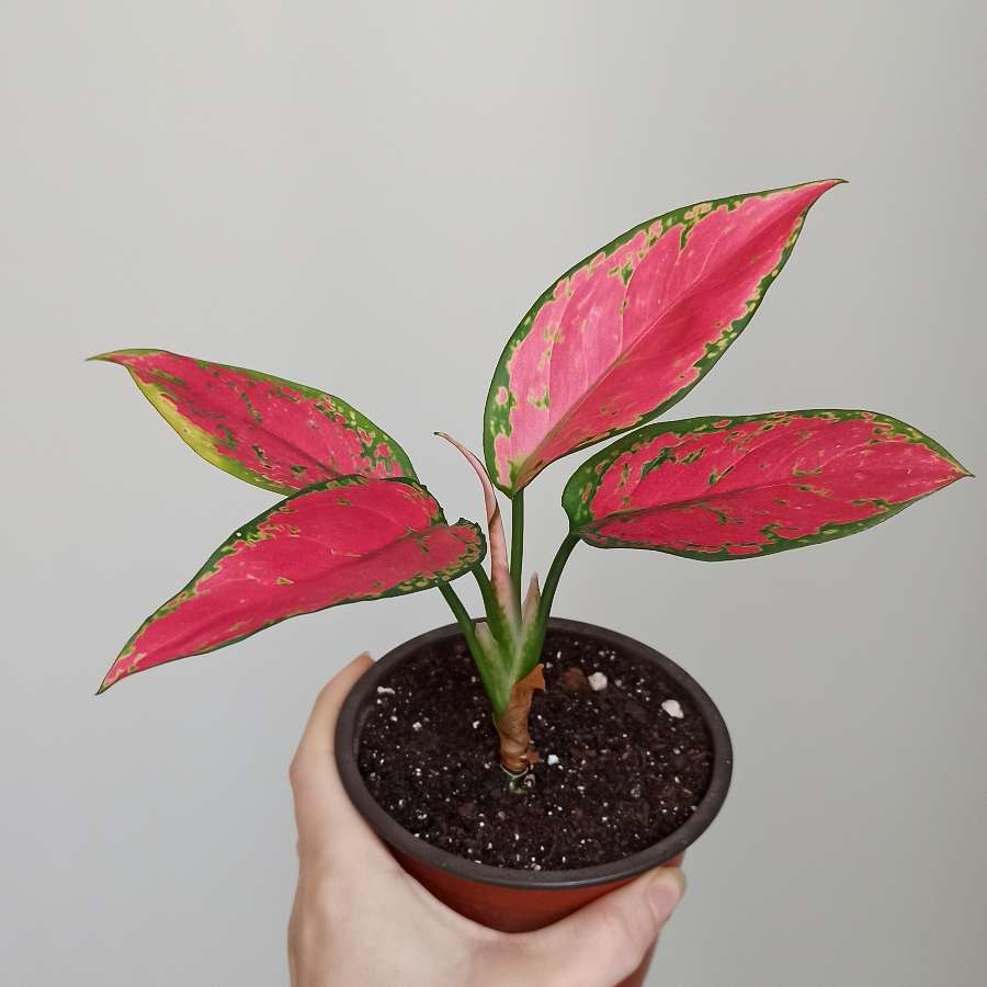 Aglaonema "Red Elephant"