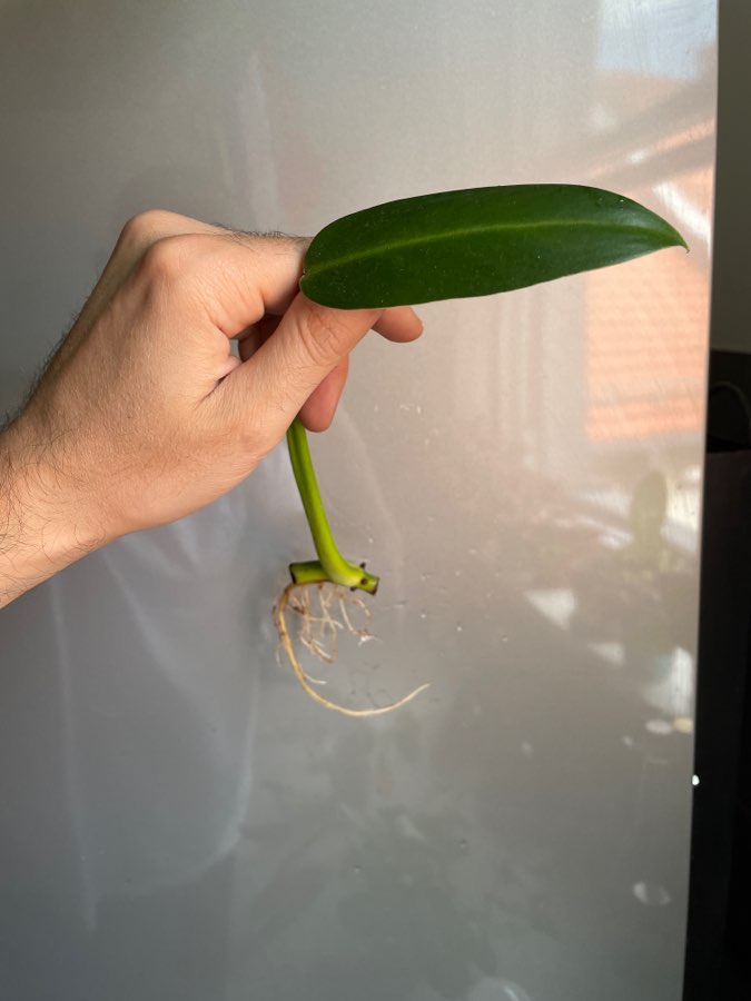 Philodendron tuxtlanum 3