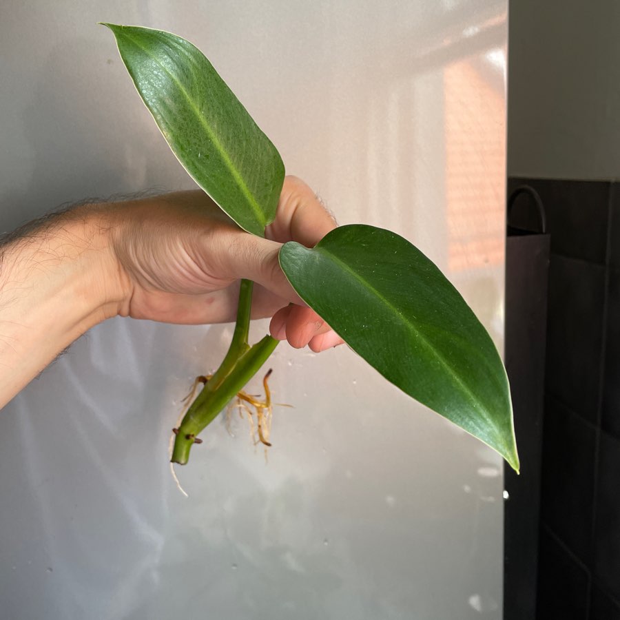 Philodendron tuxtlanum