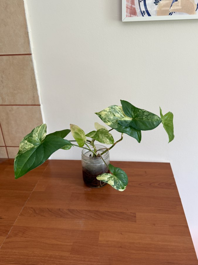 syngonium emerald gem 2