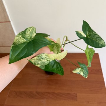 syngonium emerald gem