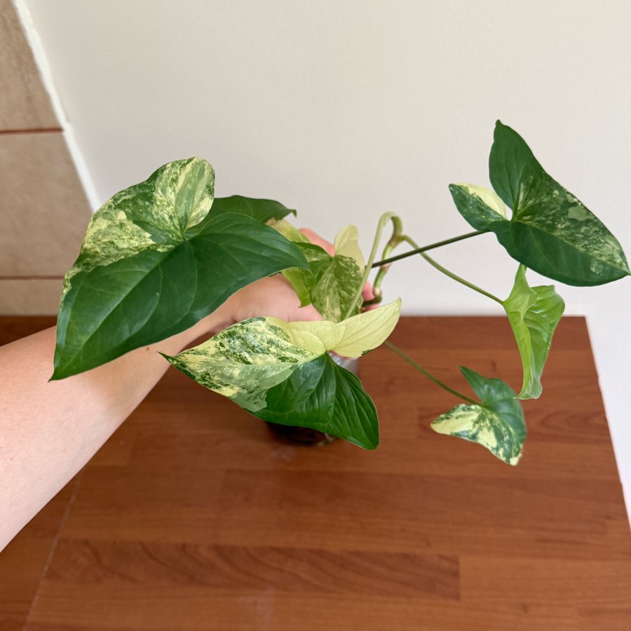 syngonium emerald gem