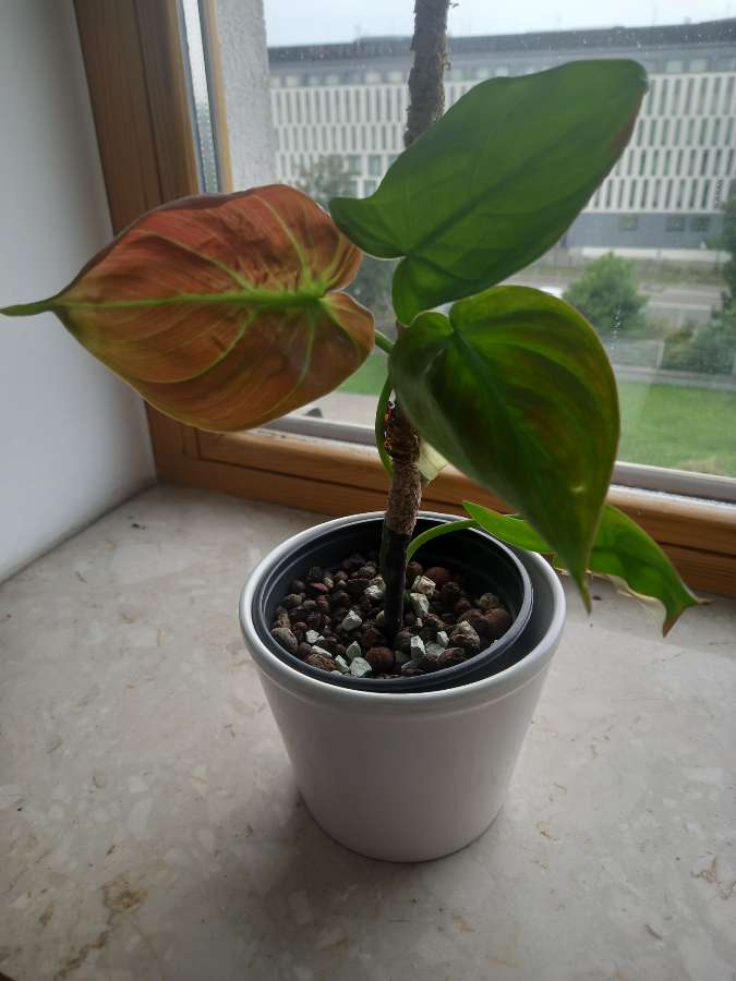 Filodendron camposportoanum 2