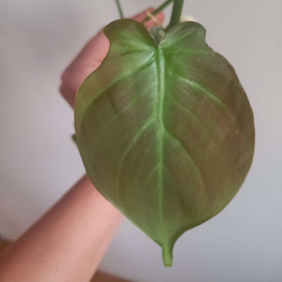Filodendron camposportoanum