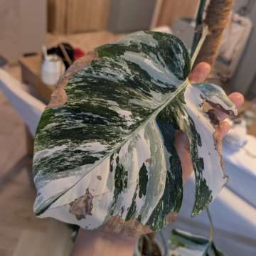 Monstera Variegata