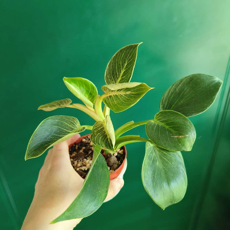 Philodendron Birkin