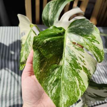 Dwie monstery Deliciosa Variegata