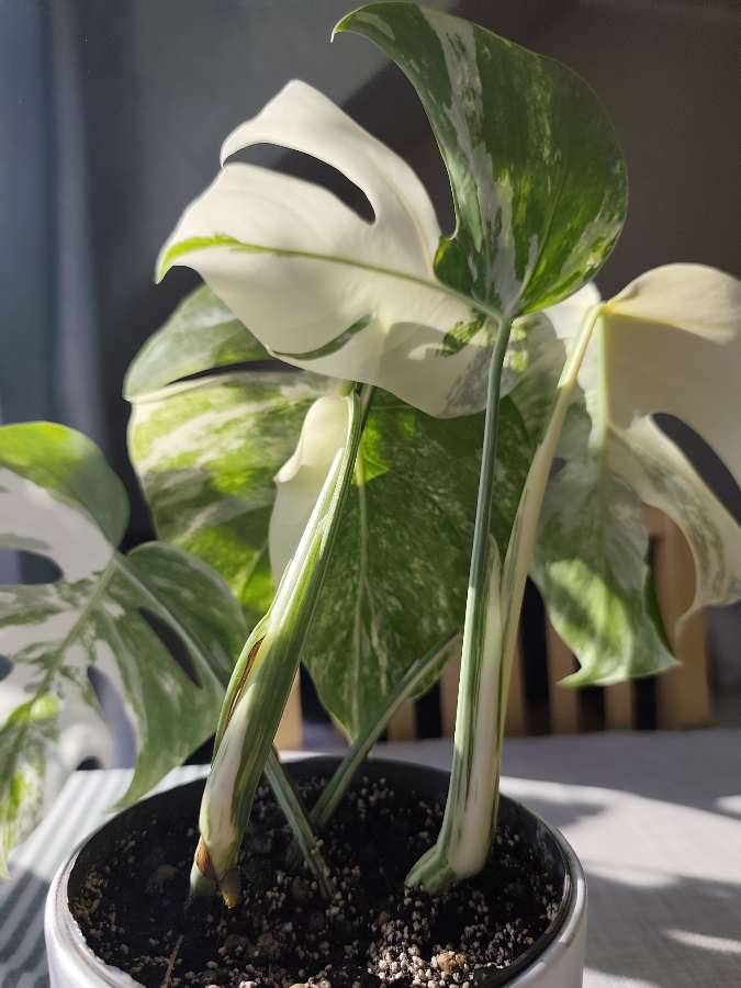 Dwie monstery Deliciosa Variegata 2