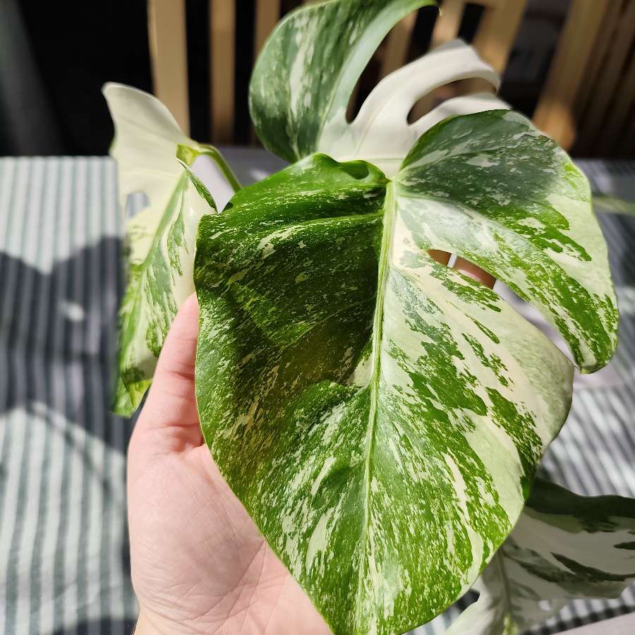 Dwie monstery Deliciosa Variegata