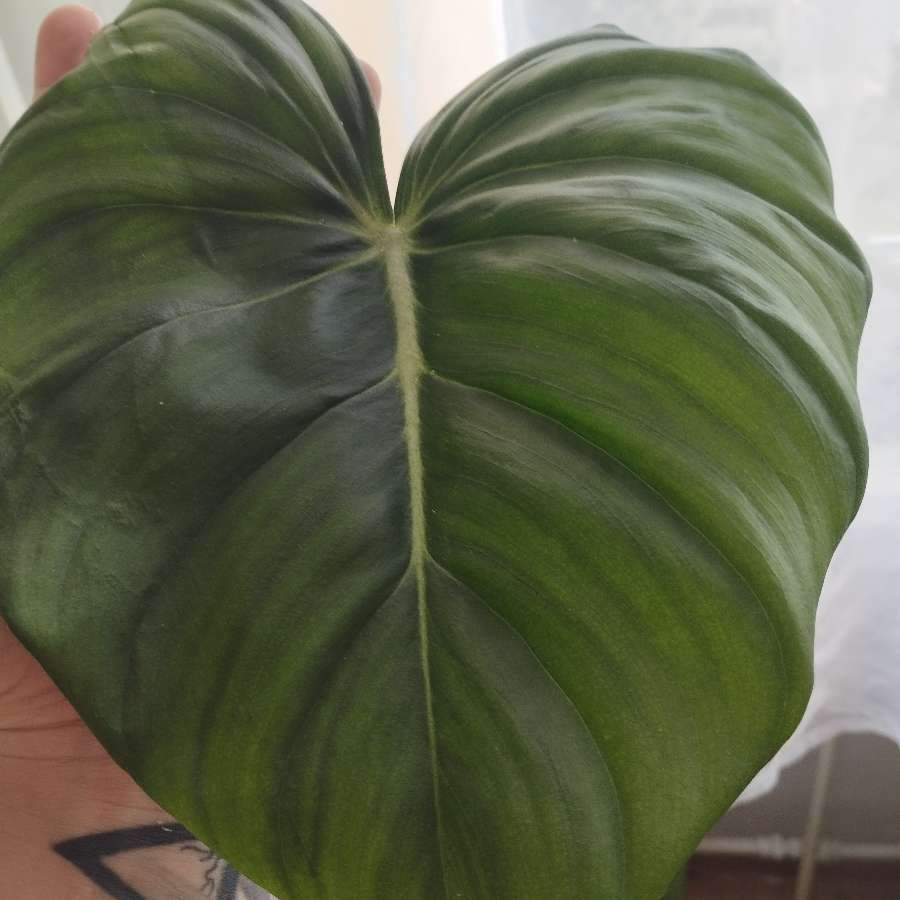 Philodendron Dean Mcdowell