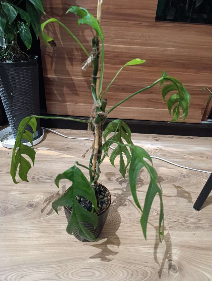 Epipremnum Pinnatum 5