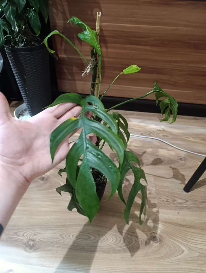 Epipremnum Pinnatum 2