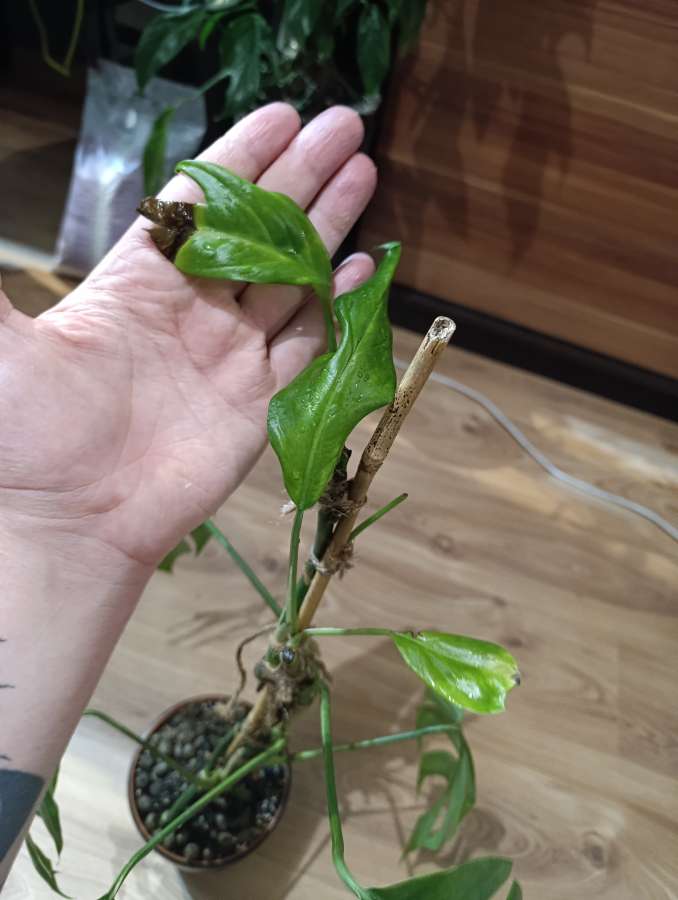Epipremnum Pinnatum 4
