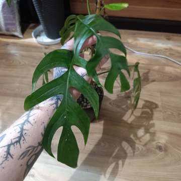 Epipremnum Pinnatum