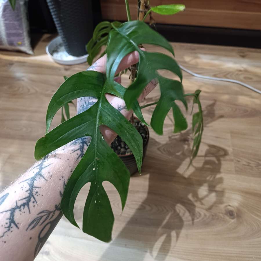 Epipremnum Pinnatum