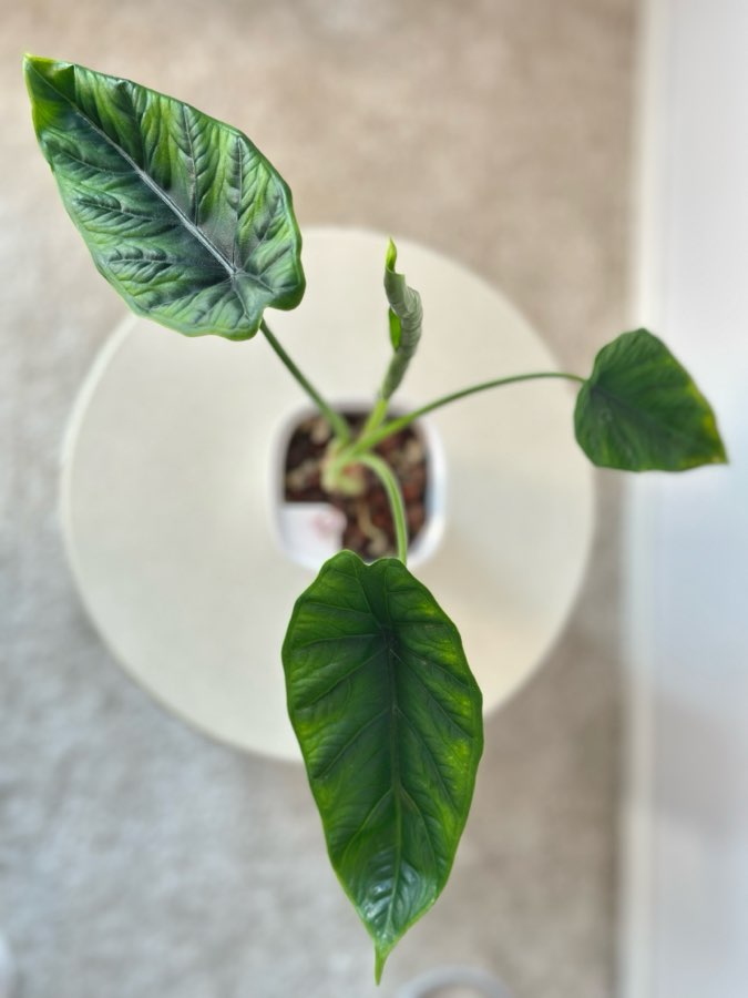 Alokazja Puncak Borneensis 3