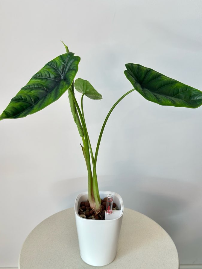 Alokazja Puncak Borneensis 2