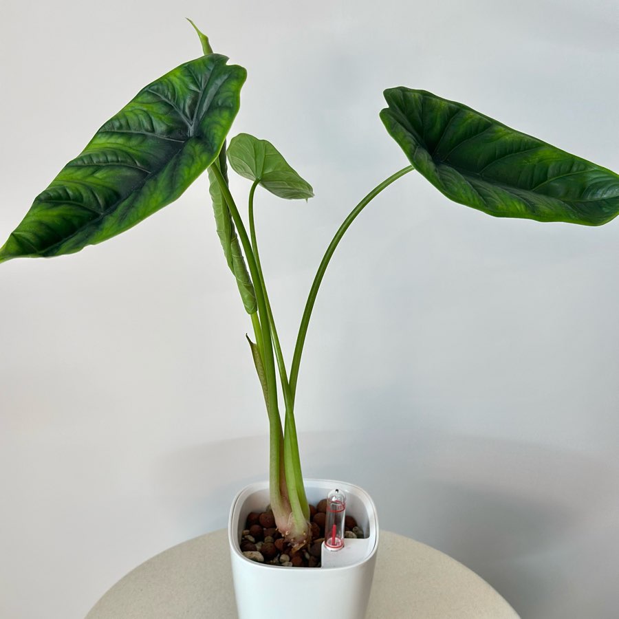 Alokazja Puncak Borneensis