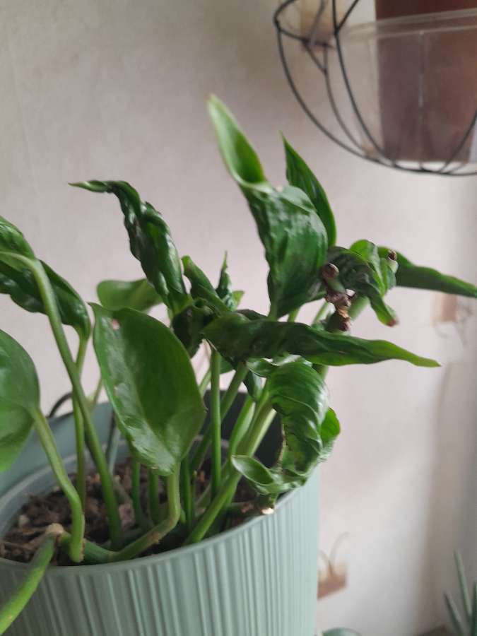 Epipremnum Godzilla 3