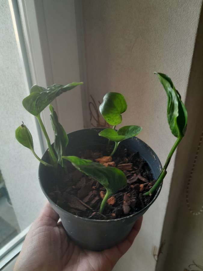 Epipremnum Godzilla 4