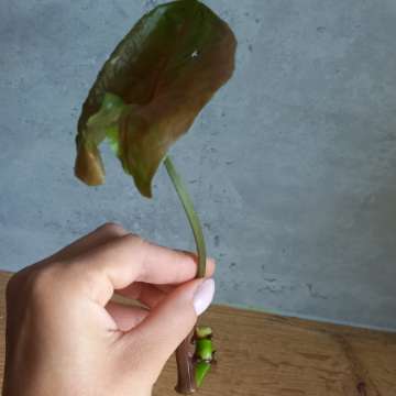 Syngonium Strawberry Ice