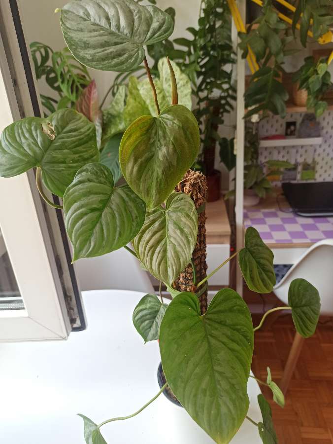 Philodendron Majestic 3