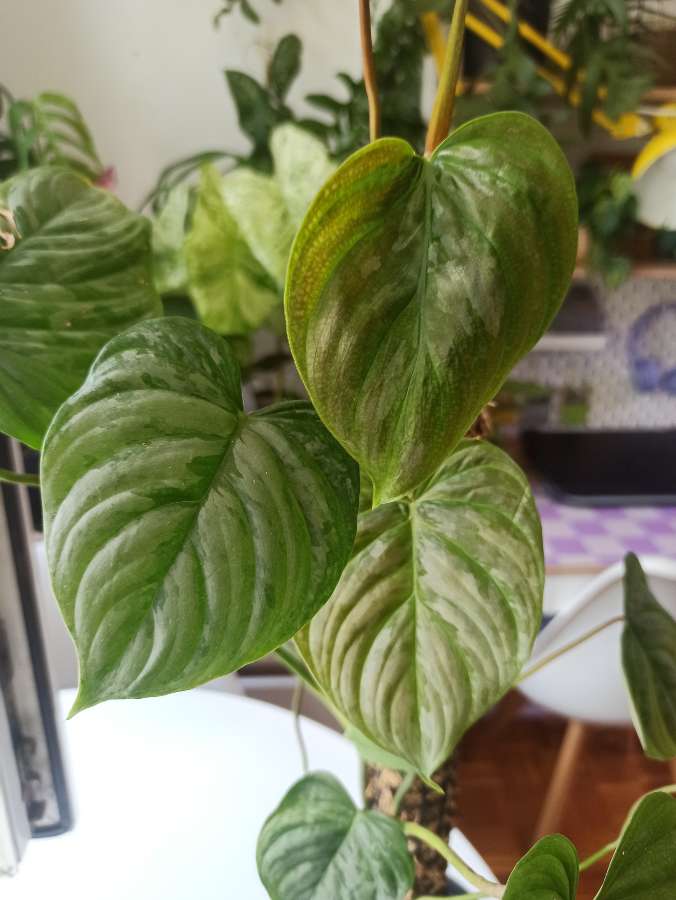 Philodendron Majestic 4