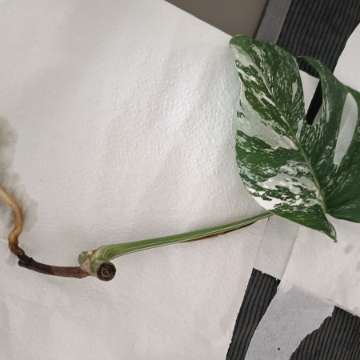 Monstera variegata