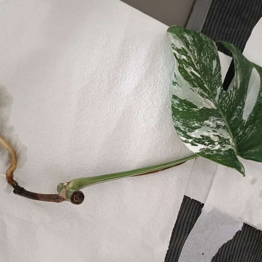 Monstera variegata