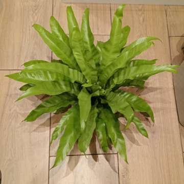 Wielkie asplenium 120