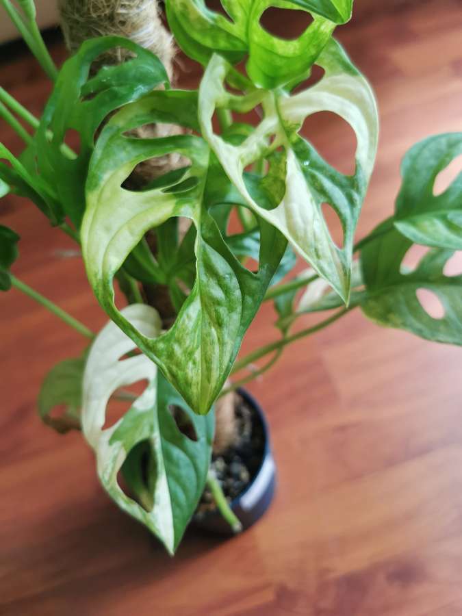 Monstera Adansonii Aurea Variegata 3