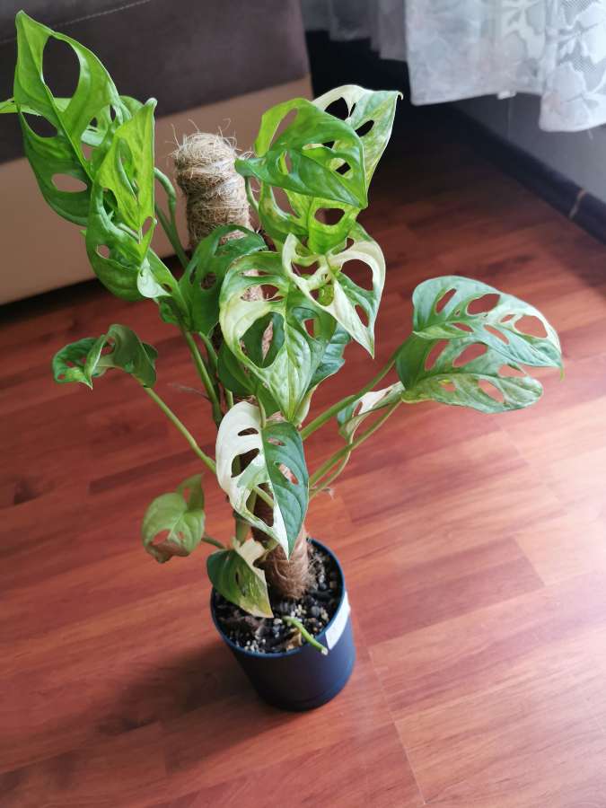 Monstera Adansonii Aurea Variegata 4
