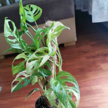 Monstera Adansonii Aurea Variegata